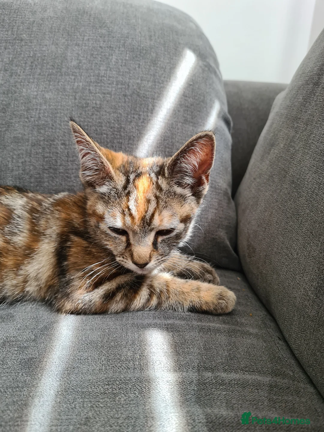 Mixed Breed cats for sale: Mother and two daughters  - Advert 2
