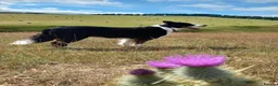 Bordoodle dogs for sale: Beautiful Home-Raised Bordoodle Puppies – 2 Girls in Galashiels - Advert 17