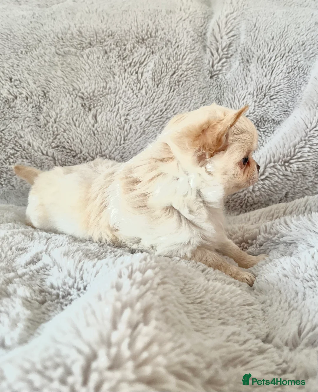 Chihuahua dogs for sale: Long coat cream chihuahua make champ lines Kc reg - Advert 5