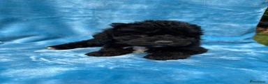 Cockapoo 3