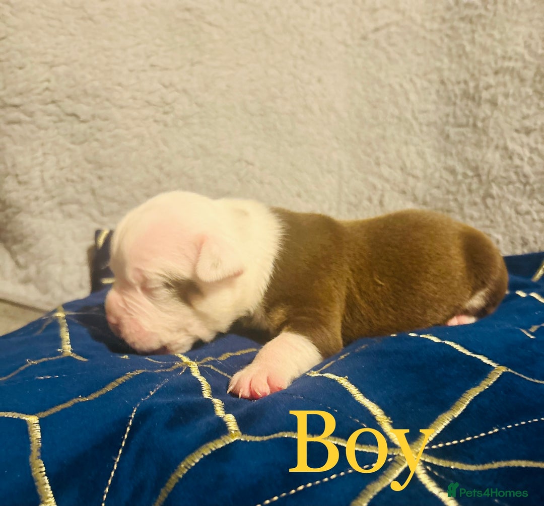 Olde English Bulldogge dogs for sale: Olde English bulldogges - Advert 7