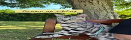 Bengal cats for sale: Stunning silver bengals. TICA reg & health tested - Advert 9
