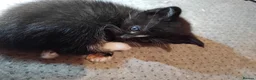 Mixed Breed cats for sale: 3 kittens  in Glasgow - Advert 5
