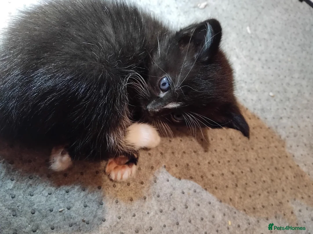 Mixed Breed cats for sale: 3 kittens  in Glasgow - Advert 5
