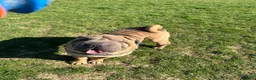 Shar Pei dogs for stud: Shar Pei for stud  - Advert 6