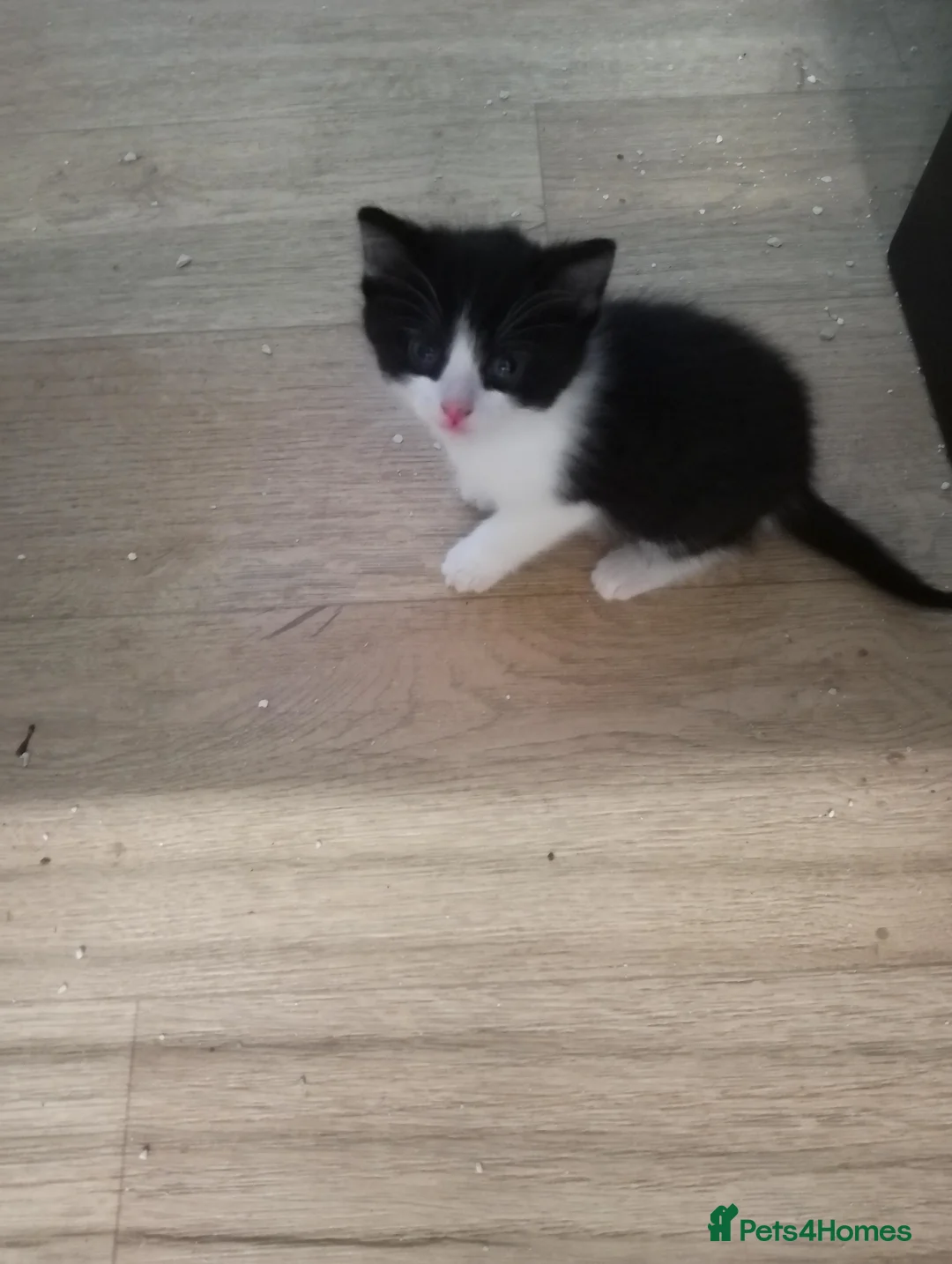 Mixed Breed cats for sale: Beautiful kittens  - Advert 2