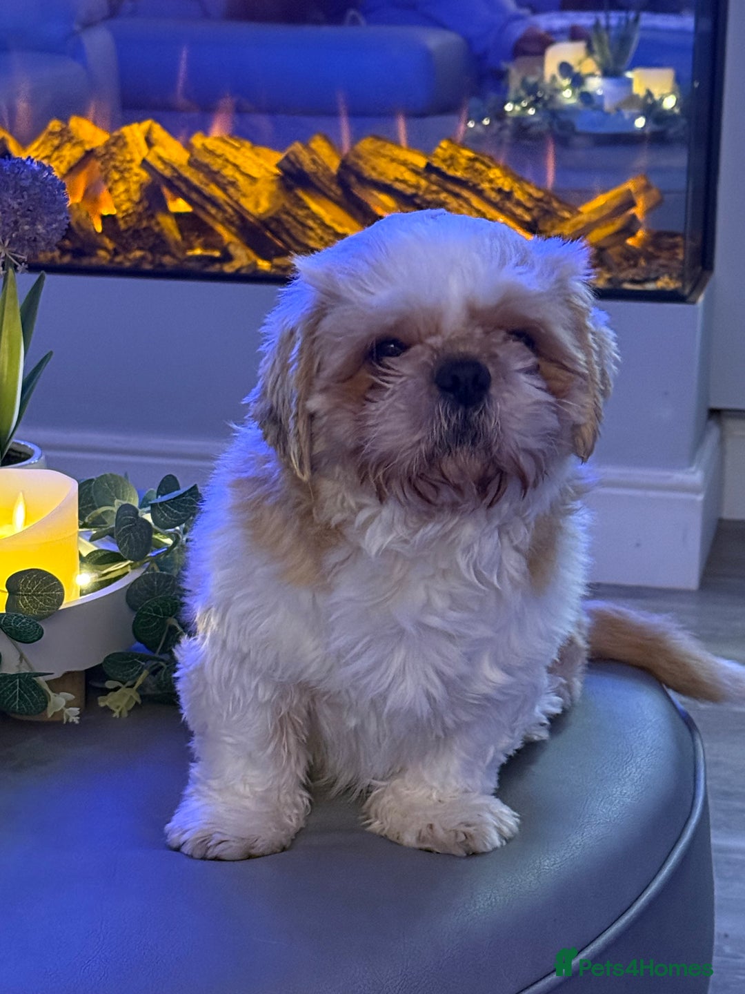 Shih Tzu dogs for sale: Pedigree imperial Shih Tzu puppies  - Advert 17