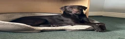 Labrador Retriever dogs for stud: Labrador stud 0/0 hips, extensively health tested - Advert 5