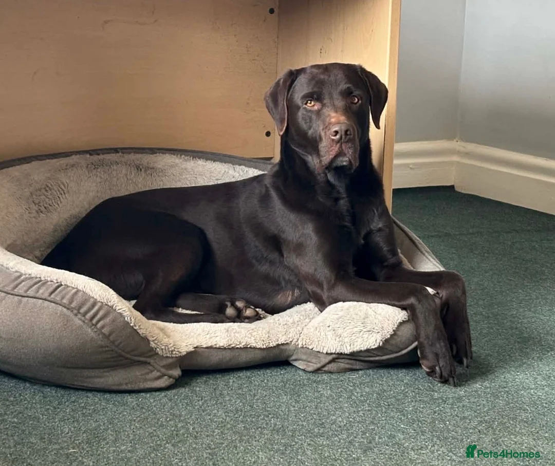 Labrador Retriever dogs for stud: Labrador stud 0/0 hips, extensively health tested - Advert 5