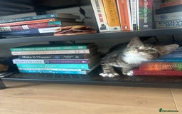 Domestic Shorthair cats for sale: Playful 10-week-old Male Tabby - Image 1