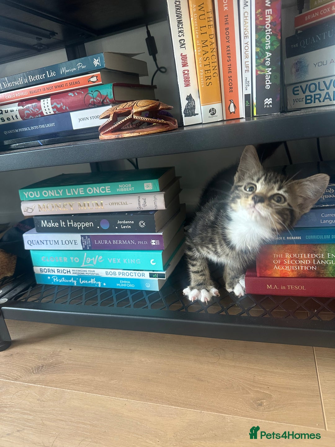 Domestic Shorthair cats for sale: Playful 10-week-old Male Tabby - Image 1