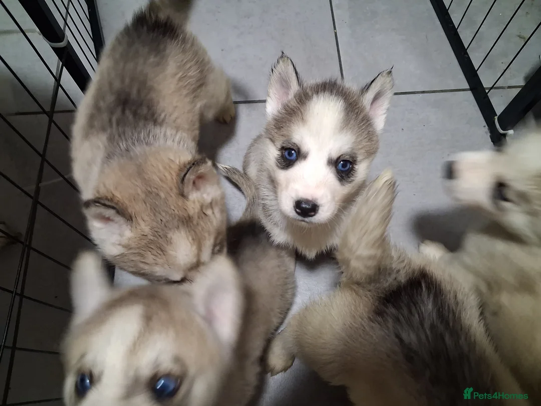 Siberian Husky dogs for sale: Siberian husky pups - Advert 2