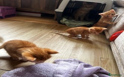 Ragdoll cats for sale: Ragdoll mixed tabby Ginger kittens - Image 9