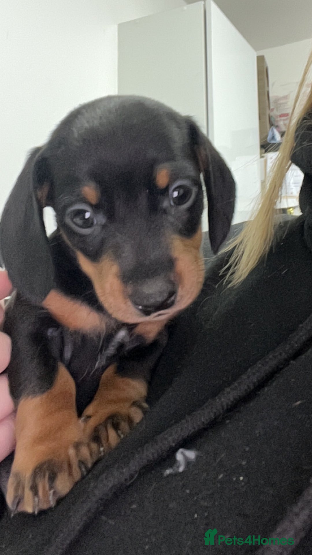 Dachshund dogs for sale: Exceptional Puppies 1 Boy boy left  - Advert 16