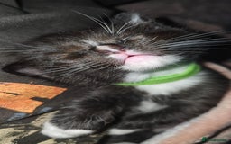 Ragdoll cats for sale: 🐾 Ragdoll Kittens Ready End of November 🐾 - Image 7
