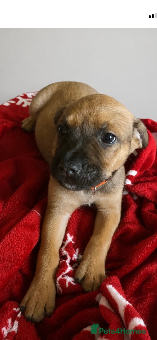 Mixed Breed dogs K1 bullherder (READY NOW) - Advert 1