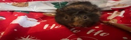 Guinea Pig rodents for sale: Mixed baby guinea pigs  - Advert 4