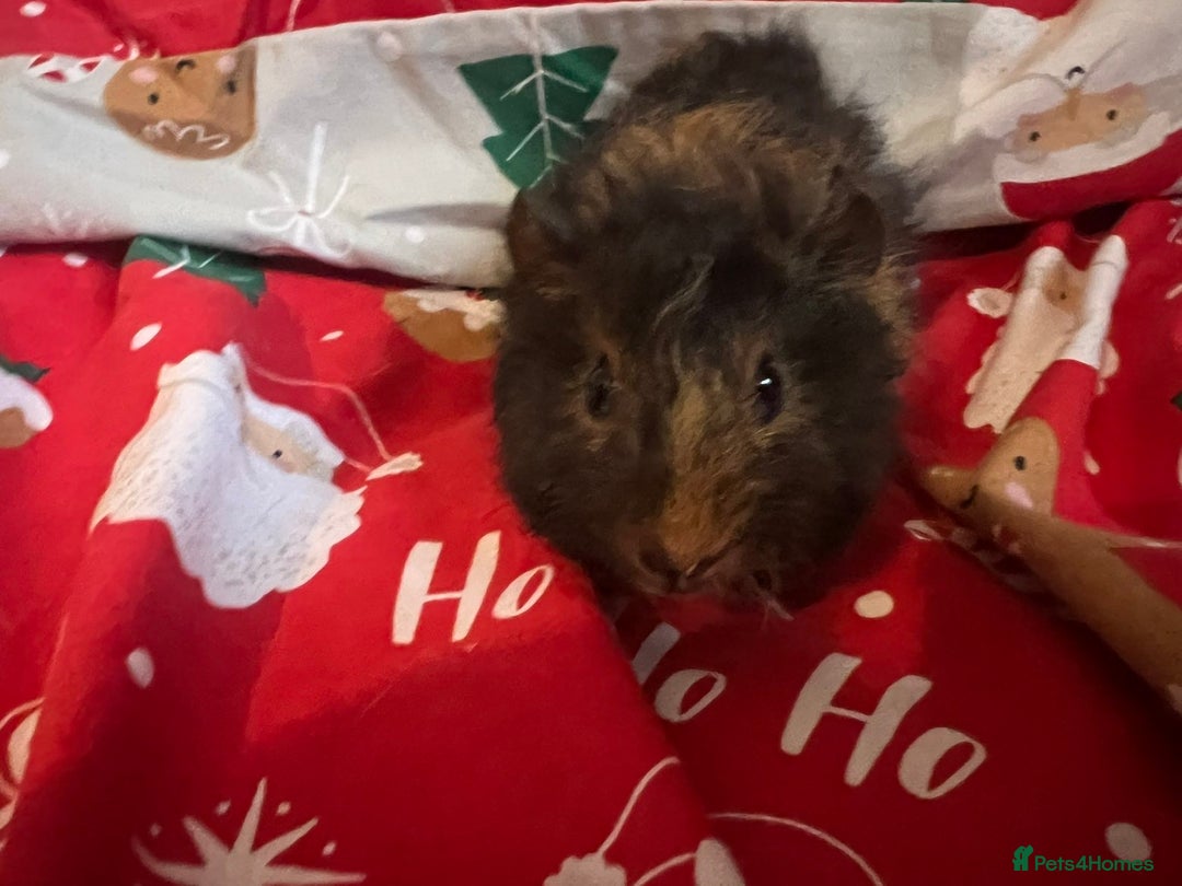 Guinea Pig rodents for sale: Mixed baby guinea pigs  - Advert 4
