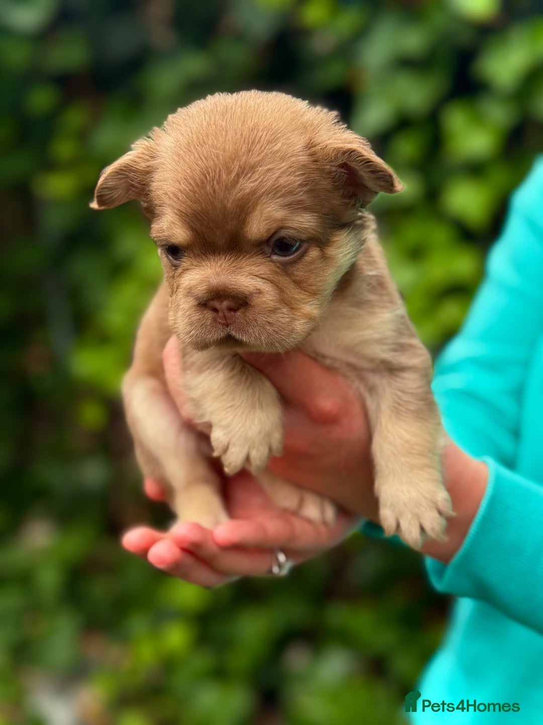 French Bulldog dogs for sale: Visual Fluffy 🧶 New Shade Frenchies 💎  - Image 12