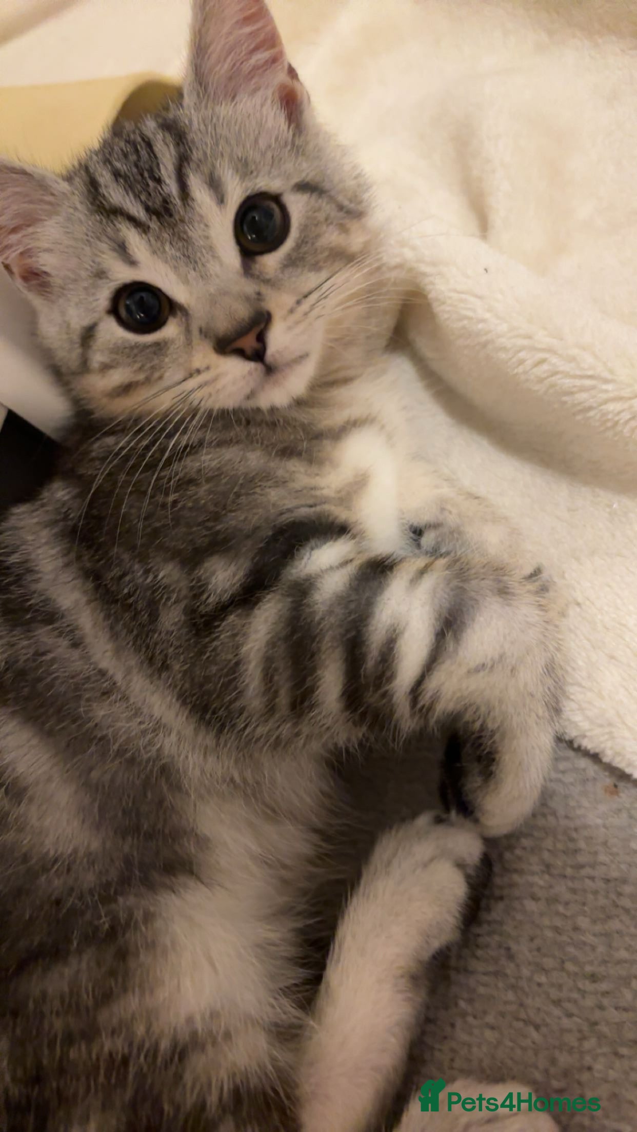 British Shorthair cats Light grey British short hair  - Advert 1