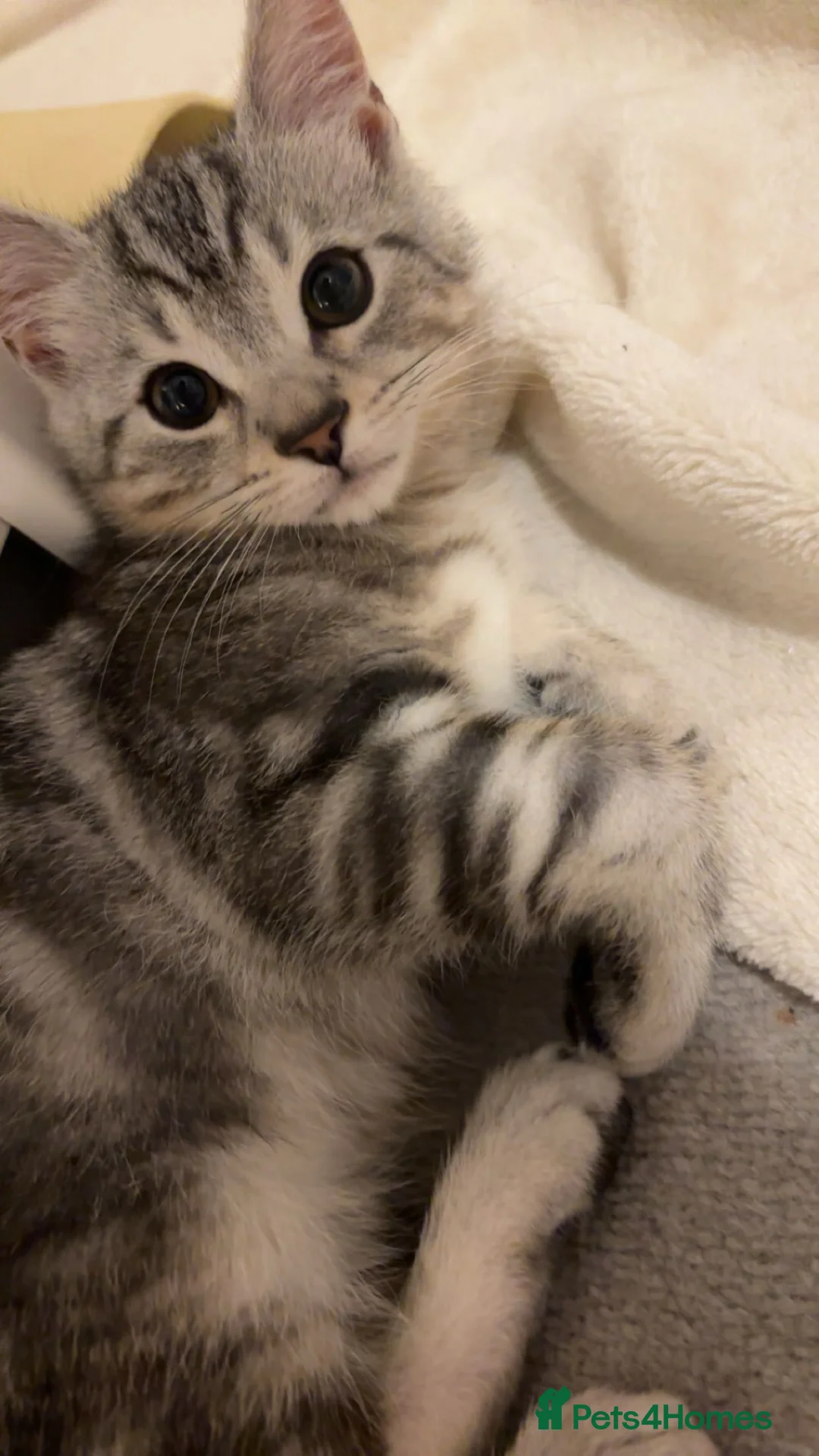 British Shorthair cats for sale: Light grey British short hair  - Advert 1