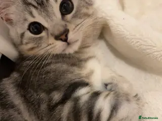 British Shorthair cats Light grey British short hair - Advert 1