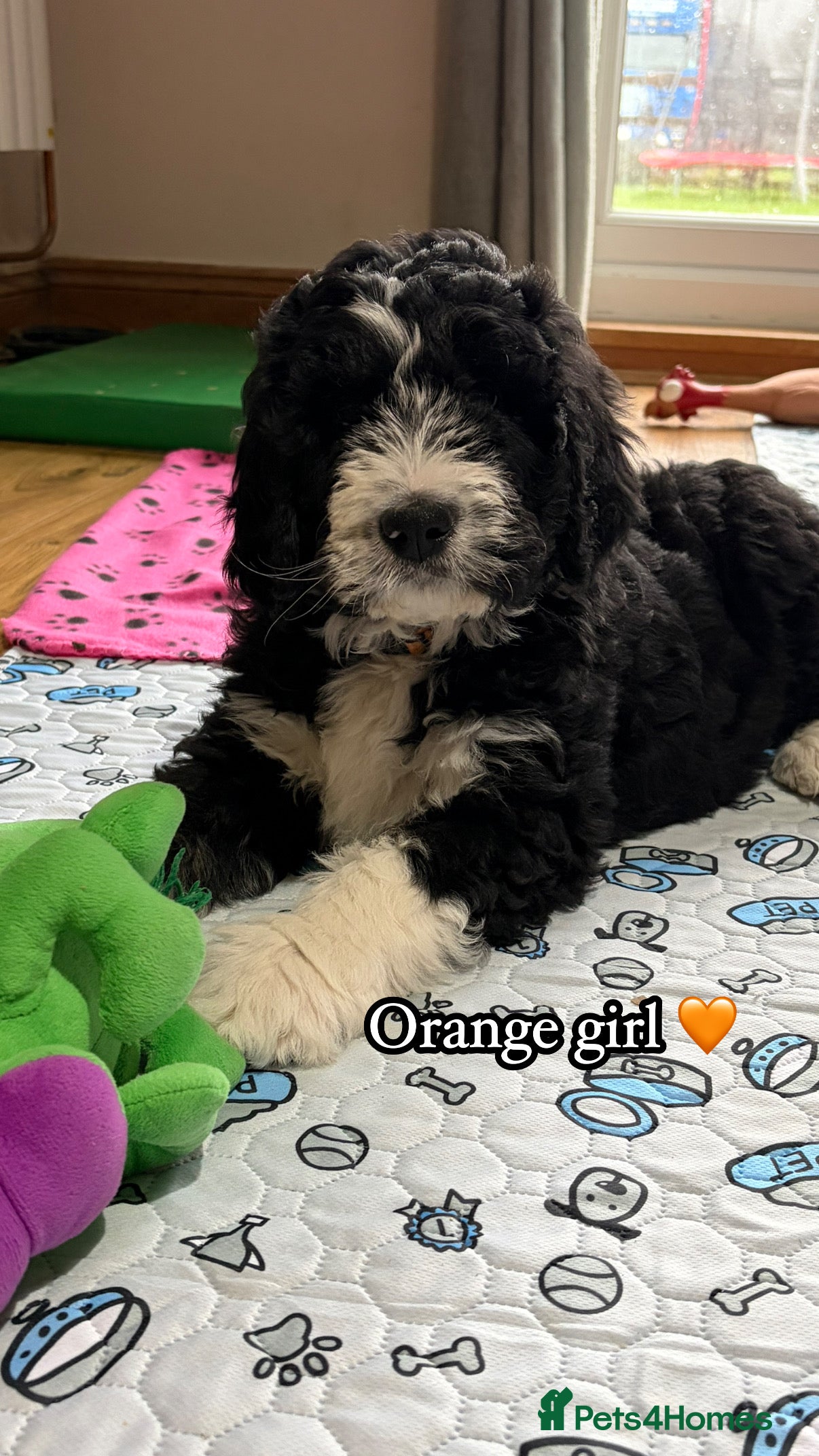 Bernedoodle dogs 🩷 Chunky Bernedoodles with TRI🩷 - Advert 4