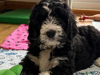 Bernedoodle dogs 🩷 Chunky Bernedoodles with TRI🩷 - Advert 16