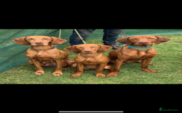 Hungarian Vizsla dogs for sale: Hungarian Vizsla puppies - Image 4