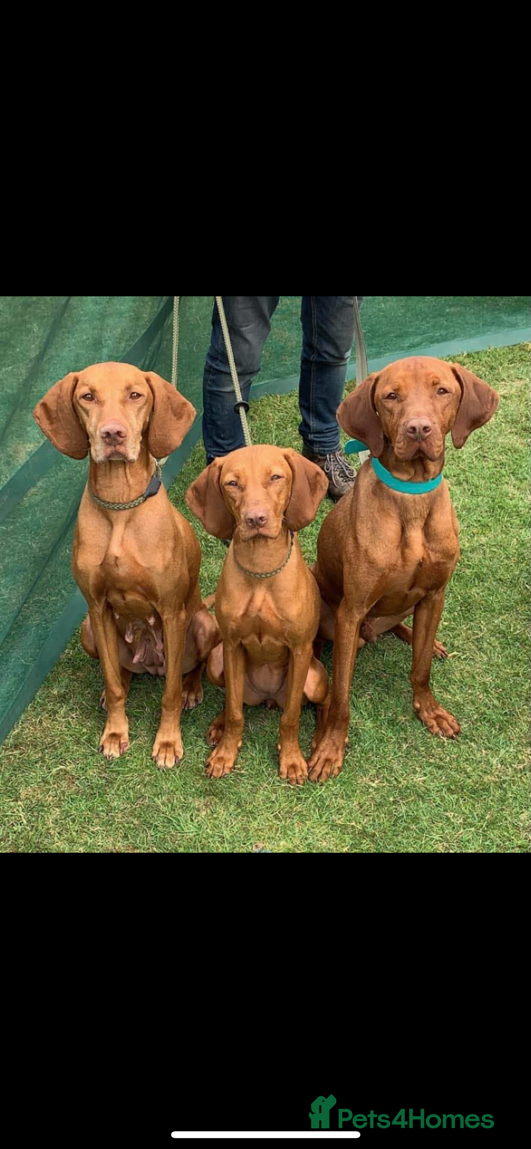 Hungarian Vizsla dogs for sale: Hungarian Vizsla puppies - Image 4