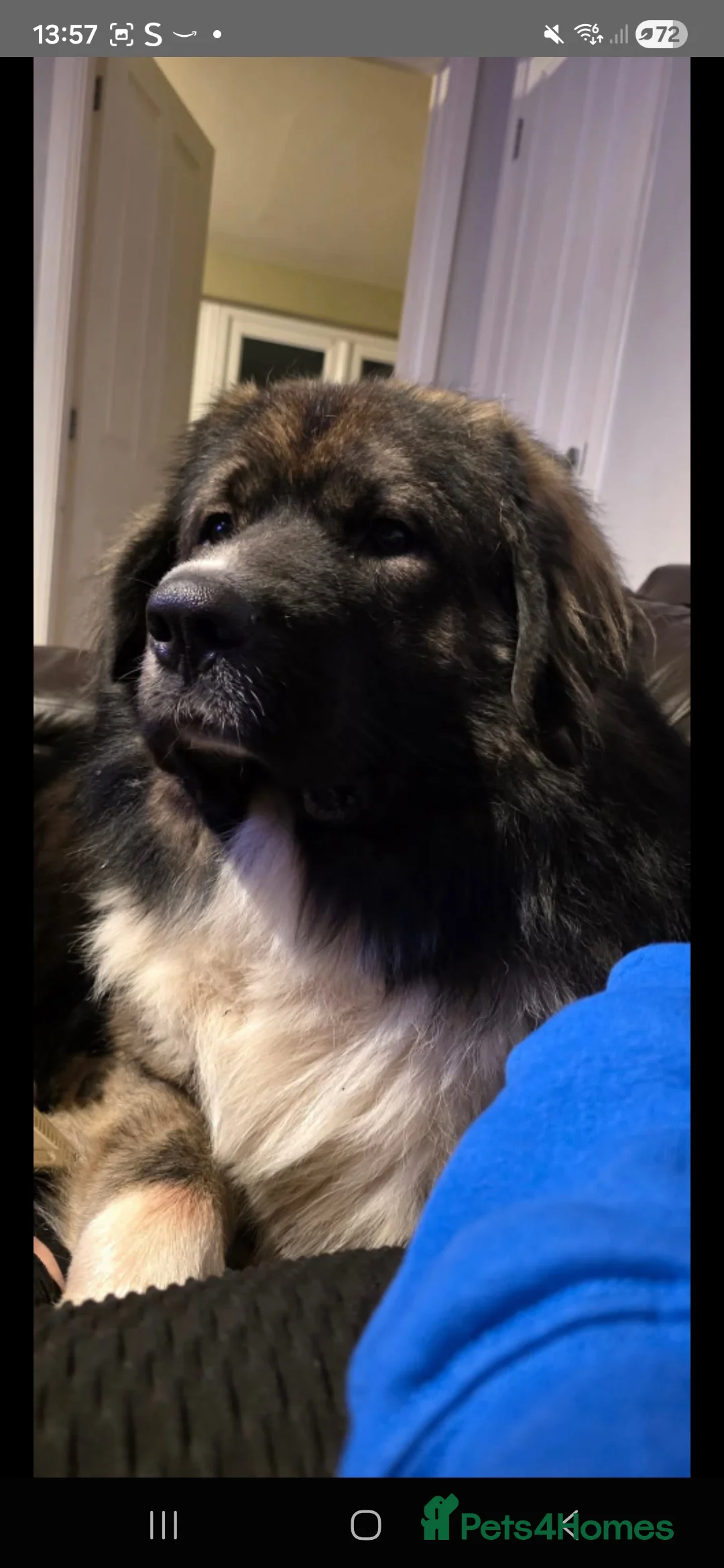 Caucasian Shepherd Dog dogs for sale: Caucasian shepard 3 yr old  - Advert 5