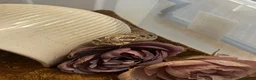 Snake reptiles for sale: REHOME - hognose snake 1 and half years old approx - Advert 5