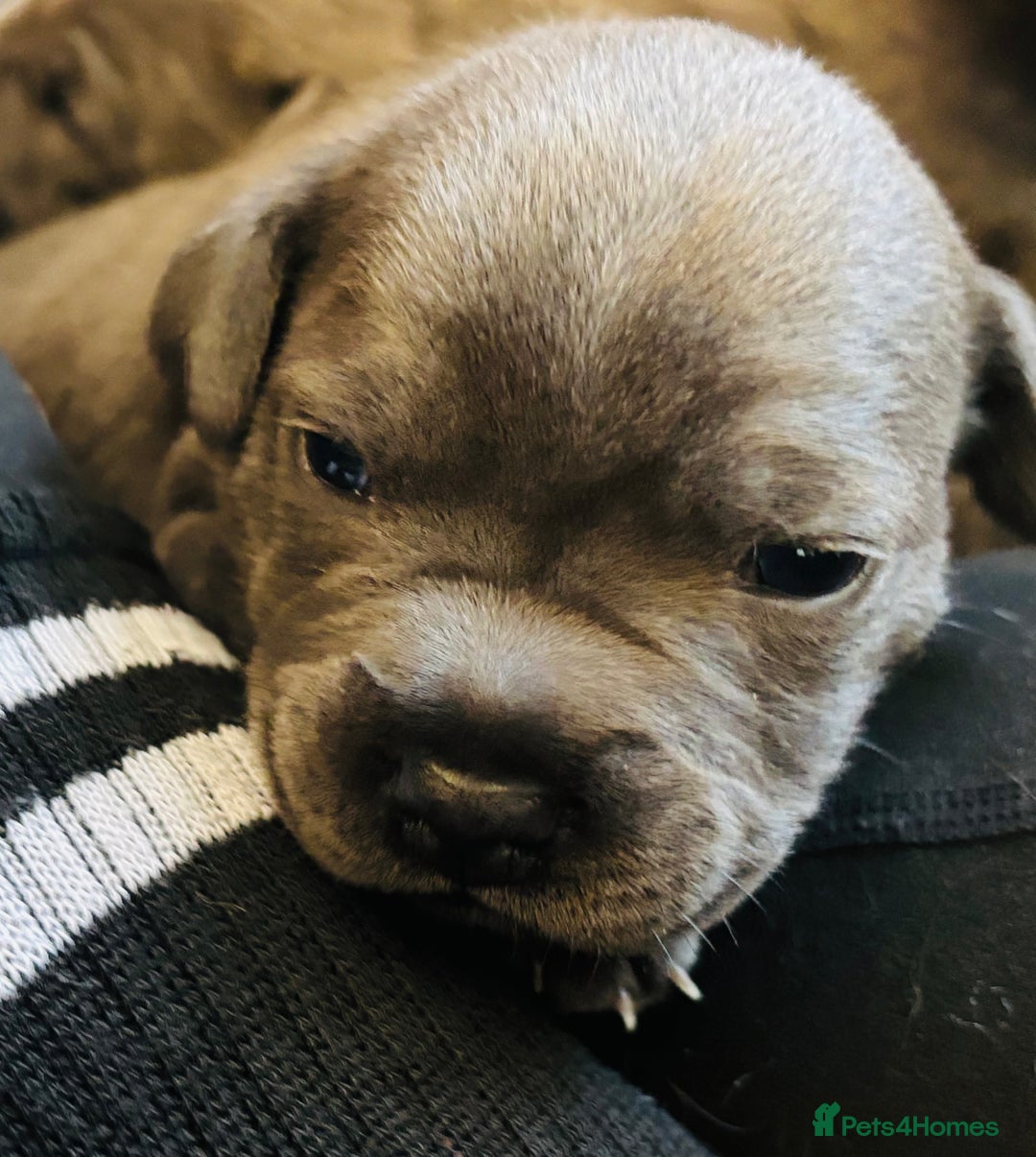 Staffordshire Bull Terrier dogs for sale: KC Registered Blue Staffordshire bull terrier - Image 13