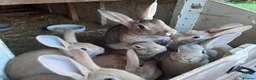 Mixed Breed rabbits for sale: Mixed rabbits - Advert 6
