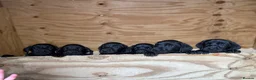 Labrador Retriever dogs for sale: Beautiful chunky black Labrador puppies  in Wickford - Advert 10