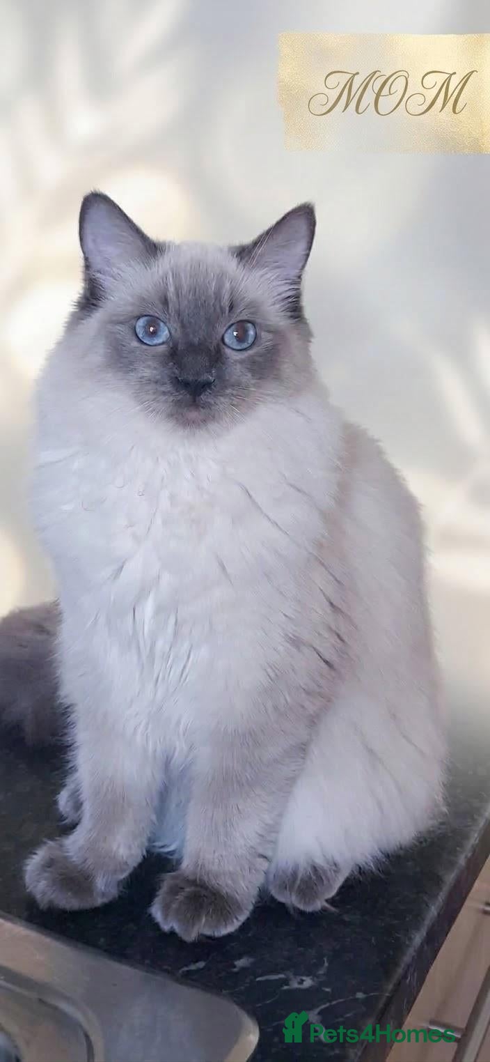 Ragdoll cats for sale: Beautifull Ragdoll kittens - Advert 1