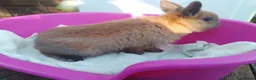 Netherland Dwarf rabbits for sale: Pretty Female and Male Netherland Dwarf Babies - Advert 6