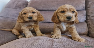 Cocker Spaniel dogs Golden Cocker Spaniel puppies (boy & girl) - Advert 7