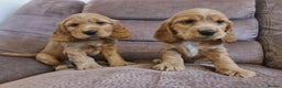Cocker Spaniel dogs for sale: Golden Cocker Spaniel puppies (boy available) - Advert 2