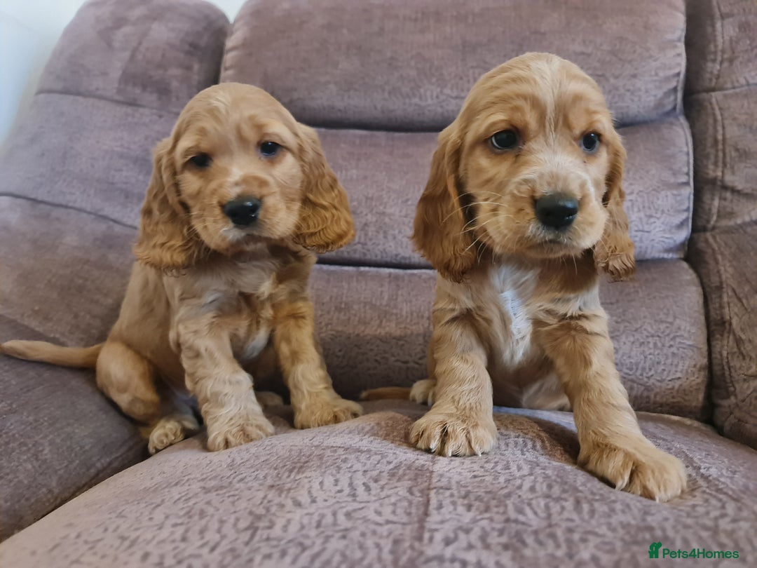 Cocker Spaniel dogs for sale: Golden Cocker Spaniel puppies (boy available) - Advert 2