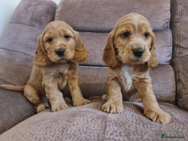 Cocker Spaniel dogs Golden Cocker Spaniel puppies (boy & girl) - Advert 7