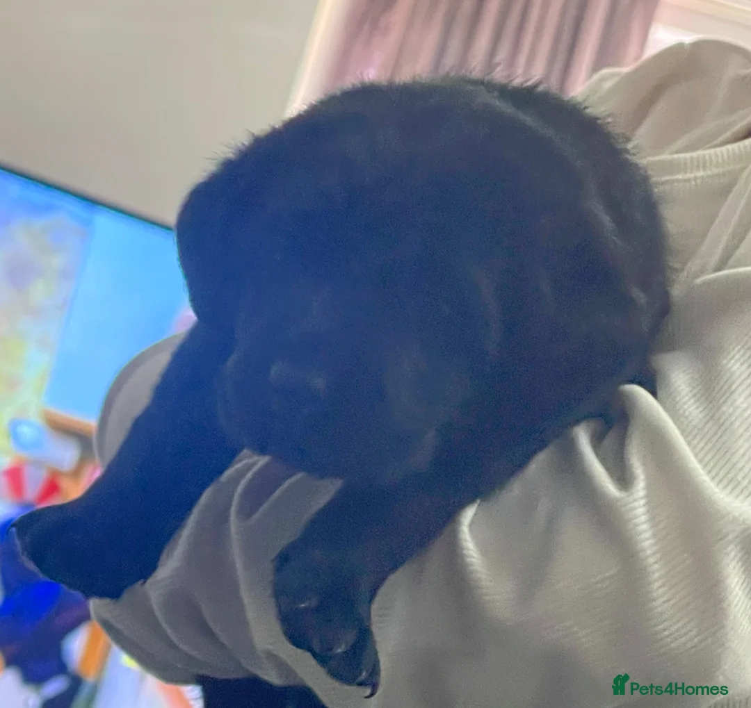 Labrador Retriever dogs for sale: Stunning Labrador puppies  in Mansfield - Advert 5