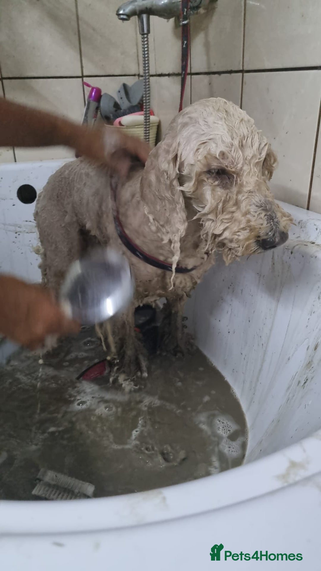 Lagotto Romagnolo dogs for adoption: SNOWY - Aptly named for a winter Adoption!  - Advert 5