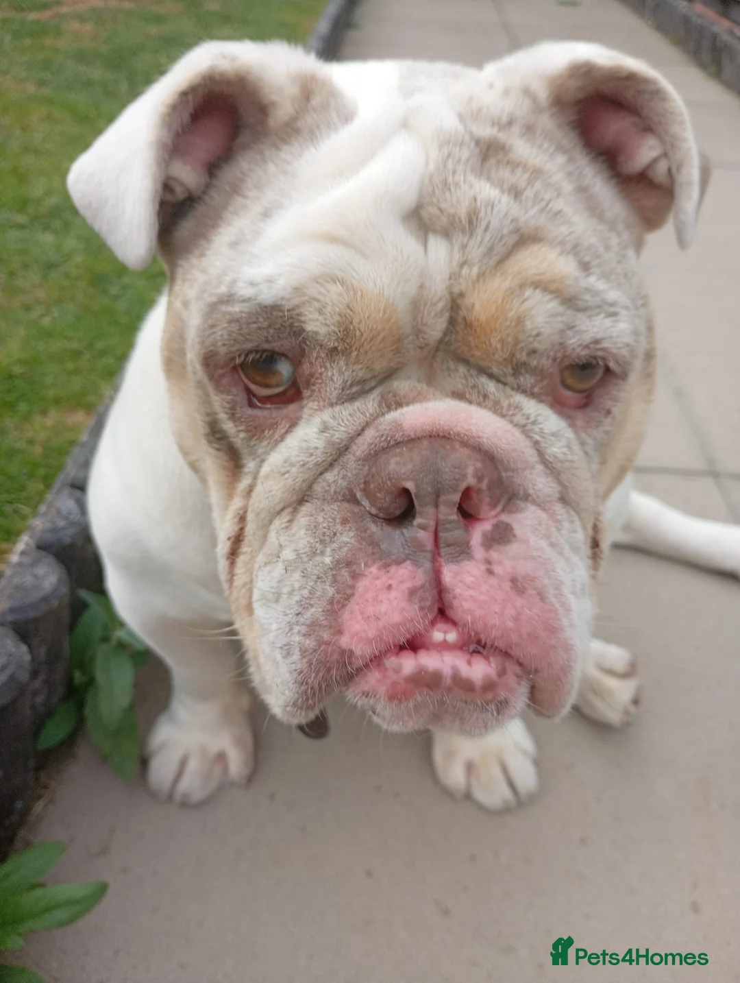 English Bulldog dogs for sale: Male English bulldog  - Advert 5