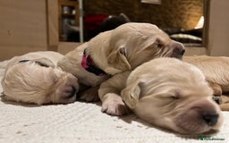Golden Retriever dogs for sale: ✨ When Bella Met Loki 💛 - Image 6