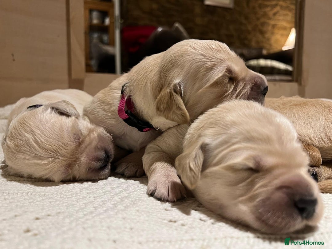 Golden Retriever dogs for sale: ✨ When Bella Met Loki 💛 - Image 6