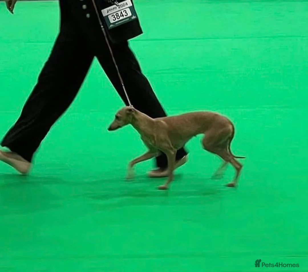 Italian Greyhound dogs for sale: Beautiful KC Registered Italian Greyhound Puppies  - Advert 4