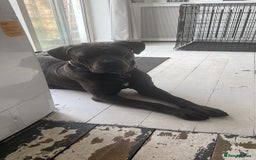 Cane Corso dogs for sale: Bleu is looking for a new home  - Image 1
