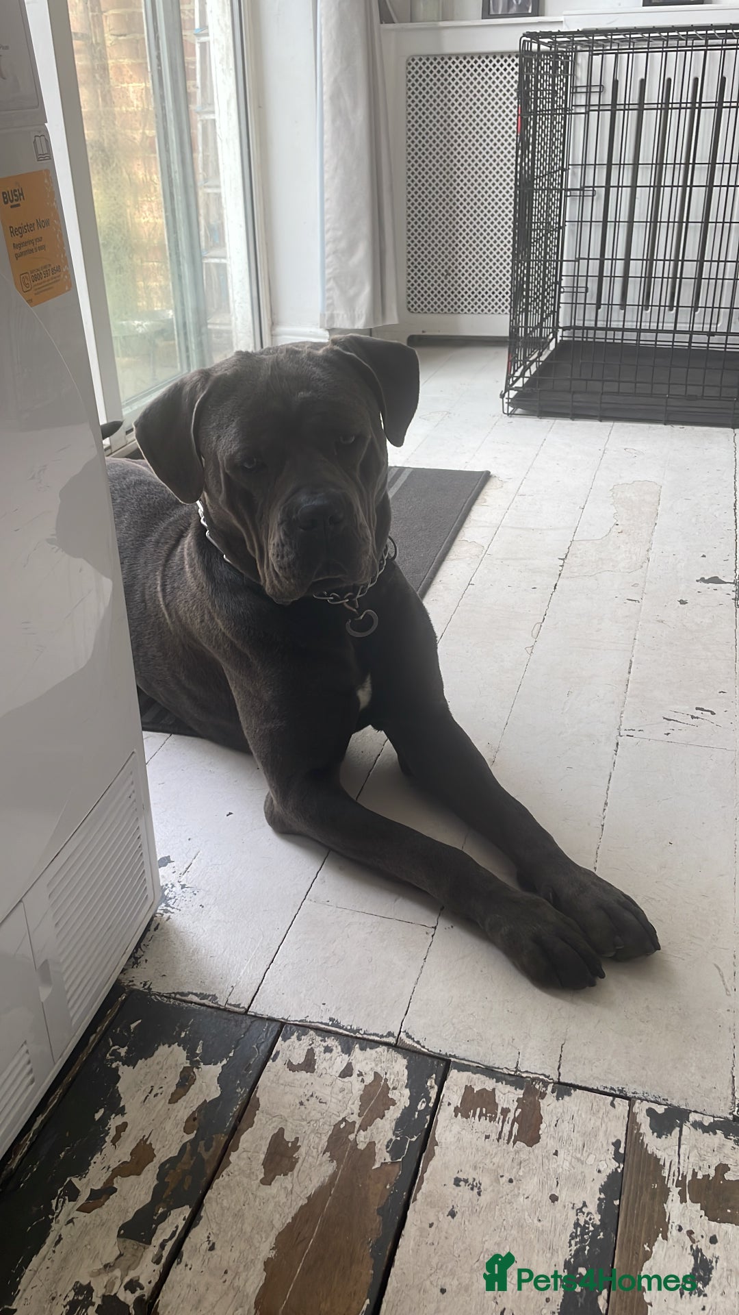 Cane Corso dogs for sale: Bleu is looking for a new home  - Image 1