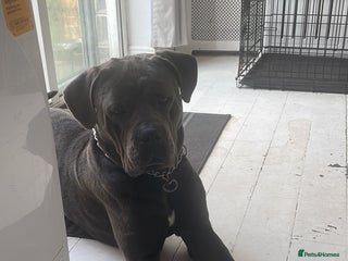 Cane Corso dogs - Advert 34